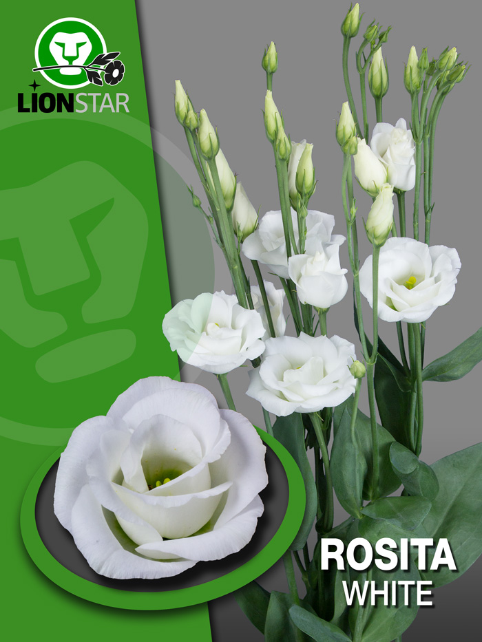 rosita white