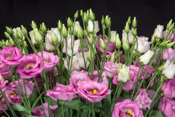 lisianthus