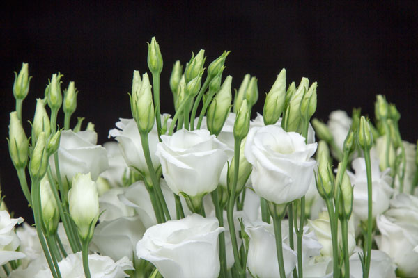 lisianthus