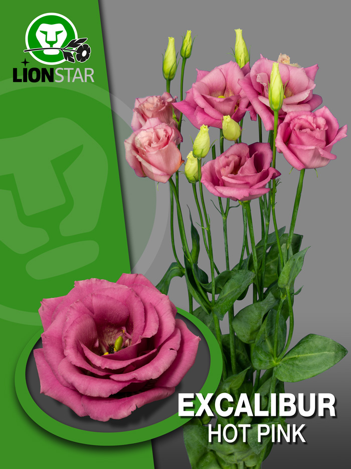 excalibur hot pink