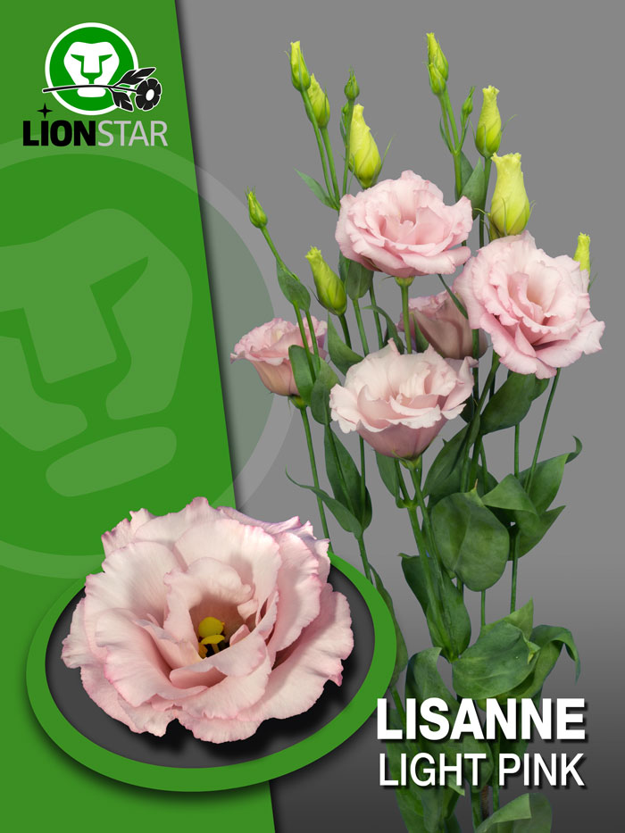 Lisanne Light Pink